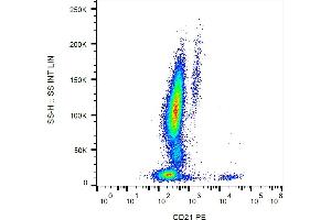 Flow cytometry analysis (surface staining) of human peripheral blood leukocytes with anti-CD21 (LT21) PE.