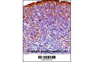 Mouse Gsk3a Antibody immunohistochemistry analysis in formalin fixed and paraffin embedded mouse lymph node(mandibular) followed by peroxidase conjugation of the secondary antibody and DAB staining. (GSK3 alpha anticorps  (C-Term))