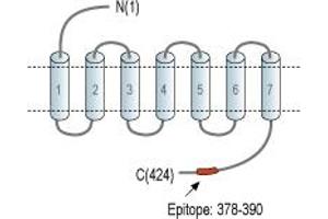 Representative domain view of the target of ABIN7884774.