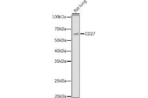 Western blot analysis of extracts of Rat lung, using CD27 antibody (ABIN3022680, ABIN3022681, ABIN3022682 and ABIN6219092) at 1:1000 dilution. (CD27 anticorps  (AA 20-191))