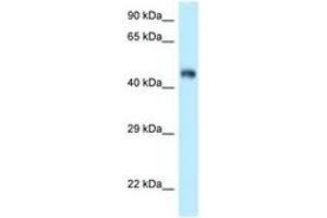 Image no. 1 for anti-F-Box and Leucine-Rich Repeat Protein 3 (FBXL3) (AA 239-288) antibody (ABIN6747870) (FBXL3 anticorps  (AA 239-288))