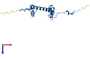 AlphaFold protein structure predicition of Mouse Recombinant H2aj Protein, UniprotID Q8R1M2