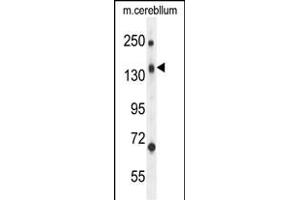 C Antibody (N-term) (ABIN654596 and ABIN2844295) western blot analysis in mouse cerebellum tissue lysates (35 μg/lane). (CD109 anticorps  (N-Term))