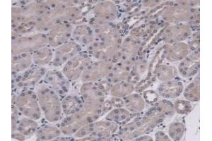 IHC-P analysis of Mouse Kidney Tissue, with DAB staining. (MUC5B anticorps  (AA 75-295))