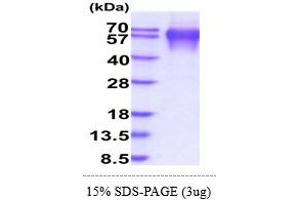 SDS-PAGE (SDS) image for Lysosomal-Associated Membrane Protein 1 (LAMP1) (AA 29-382) protein (His tag) (ABIN5855031) (LAMP1 Protein (AA 29-382) (His tag))