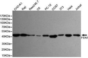 Western blot detection of FEN-1 in Hela,Jurkat,3T3,COS7,PC-12,C6,Raw264. (FEN1 anticorps)