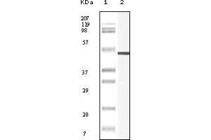 Western Blotting (WB) image for anti-Vimentin (VIM) (truncated) antibody (ABIN2464120) (Vimentin anticorps  (truncated))