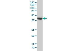 BCL2L14 monoclonal antibody (M01), clone 1F2 Western Blot analysis of BCL2L14 expression in A-549 . (BCL2L14 anticorps  (AA 1-327))