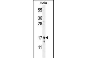 CLDN7 Antibody (C-term) (ABIN654139 and ABIN2844008) western blot analysis in Hela cell line lysates (35 μg/lane). (Claudin 7 anticorps  (C-Term))