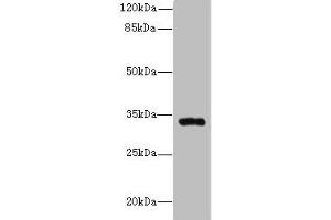 Western blot All lanes: HSD17B11 antibody at 10 μg/mL + Mouse lung tissue Secondary Goat polyclonal to rabbit IgG at 1/10000 dilution Predicted band size: 33 kDa Observed band size: 33 kDa (HSD17B11 anticorps  (AA 20-300))