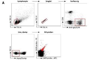 Recovery and expression of ferret immunoglobulins from HA-specific B cells. (Chèvre anti-Furet IgA, IgG, IgM Anticorps (FITC))