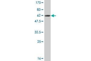 Western Blot detection against Immunogen (57.