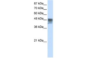 WB Suggested Anti-RBMS3 Antibody Titration:  2. (RBMS3 anticorps  (C-Term))
