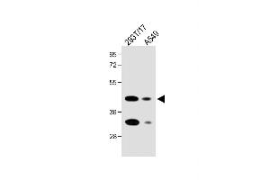 All lanes : Anti-FOLR1 Antibody (N-term) at 1:2000 dilution Lane 1: 293T/17 whole cell lysate Lane 2: A549 whole cell lysate Lysates/proteins at 20 μg per lane. (FOLR1 anticorps  (N-Term))