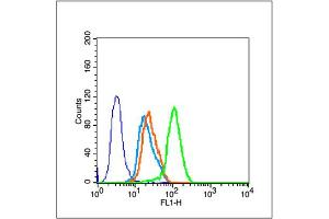 MCF-7 cells probed with SIRT1 Polyclonal Antibody, unconjugated  at 1:100 dilution for 30 minutes compared to control cells (blue) and isotype control (orange) (SIRT1 anticorps  (AA 101-200))