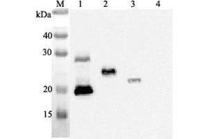 Western blot analysis using anti-IL-33 (human), mAb (IL33068A)  at 1:2'000 dilution. (IL-33 anticorps)
