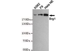 Western blot detection of BRG1 in Hela NE,F9 and K562 cell lysates using BRG1 mouse mAb (1:1000 diluted).