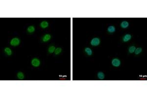 ICC/IF Image BRAF35 antibody detects BRAF35 protein at nucleus by immunofluorescent analysis. (HMG20B anticorps)
