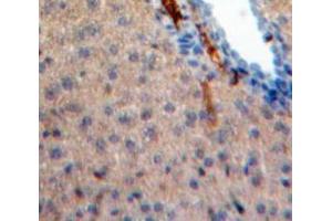 IHC-P analysis of Liver tissue, with DAB staining. (IL-31 anticorps  (AA 28-154))