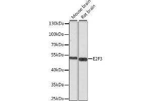 Western blot analysis of extracts of various cell lines, using E2F3 antibody (ABIN6134586, ABIN6139901, ABIN6139902 and ABIN7101833) at 1:1000 dilution. (E2F3 anticorps  (AA 200-300))