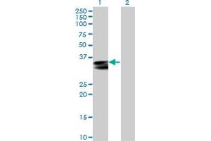 Western Blot analysis of HLA-DRA expression in transfected 293T cell line by HLA-DRA MaxPab polyclonal antibody. (HLA-DRA anticorps  (AA 1-254))