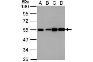 WB Image Histamine H2 Receptor antibody [N1], N-term detects HRH2 protein by Western blot analysis. (HRH2 anticorps  (N-Term))