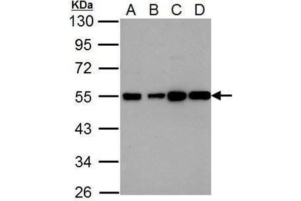 HRH2 anticorps  (N-Term)