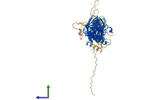 AlphaFold protein structure predicition of Mouse Recombinant Sntg2 Protein, UniprotID Q925E0