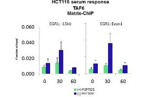 Quiescent human colon carcinoma HCT116 cultures were treated with 10% FBS for three time points (0, 15, 30min) or (0, 30, 60min) were used in Matrix-ChIP and real-time PCR assays at EGR1 gene (Exon1) and 15kb upstream site.