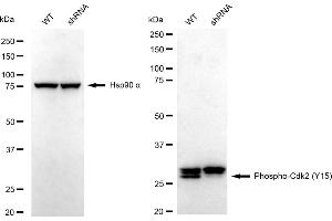 Western blotting analysis using Phospho-Cdk2 (Y15) antibody (ABIN7798209).