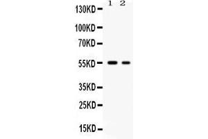 Western blot analysis of SLC2A5 expression in rat brain extract ( Lane 1), and K562 whole cell lysates ( Lane 2). (SLC2A5 anticorps  (Middle Region))