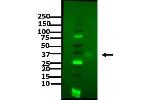 Western Blot of Goat anti-PDL1 antibody Western Blot of Goat anti-PDL1 antibody.