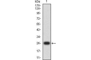 Western blot analysis using CD163 mAb against human CD163 (AA: extra 42-259) recombinant protein.