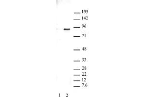 STAT3 phospho Tyr705 pAb tested by Western blot. (STAT3 anticorps  (pTyr705))
