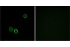 Immunofluorescence (IF) image for anti-Olfactory Receptor, Family 51, Subfamily E, Member 1 (OR51E1) (AA 241-290) antibody (ABIN2890930) (OR51E1 anticorps  (AA 241-290))