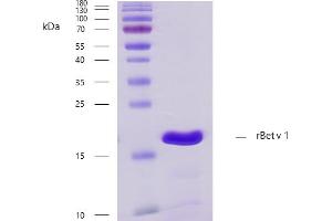 Recombinant allergen rBet v 1 purity verification. (PFN1 Protéine)