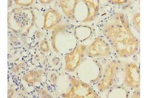 Immunohistochemistry of paraffin-embedded human kidney tissue using ABIN7145852 at dilution of 1:100 (KCTD4 anticorps  (AA 1-259))