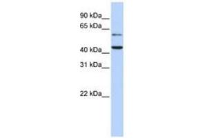 Image no. 1 for anti-Cytidine Monophosphate N-Acetylneuraminic Acid Synthetase (CMAS) (AA 36-85) antibody (ABIN6741046) (CMAS anticorps  (AA 36-85))
