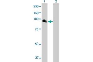 Western Blot analysis of NPAS2 expression in transfected 293T cell line by NPAS2 MaxPab polyclonal antibody. (NPAS2 anticorps  (AA 1-824))