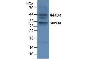 Detection of FGF23 in Fetal Mouse Tissue using Polyclonal Antibody to Fibroblast Growth Factor 23 (FGF23)