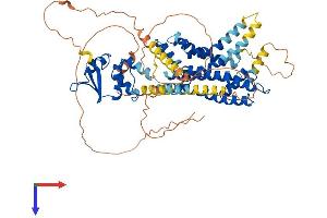 AlphaFold protein structure predicition of Mouse Recombinant Kcna4 Protein, UniprotID Q61423