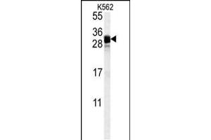 Western blot analysis in K562 cell line lysates (35ug/lane). (FGF7 anticorps  (AA 57-86))