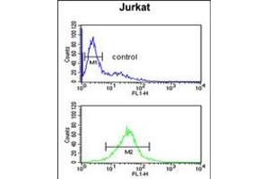 Flow cytometric analysis of Jurkat cells (bottom histogram) compared to a negative control cell (top histogram). (TFAP4 anticorps  (C-Term))