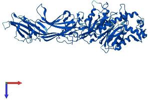 AlphaFold protein structure predicition of Human Recombinant PADI2 Protein, UniprotID Q9Y2J8