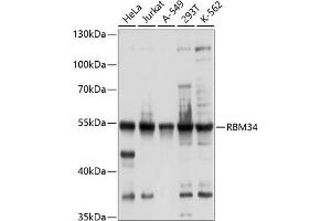 Western blot analysis of extracts of various cell lines, using RBM34 antibody (ABIN6128633, ABIN6146777, ABIN6146778 and ABIN6214283) at 1:1000 dilution. (RBM34 anticorps  (AA 60-280))