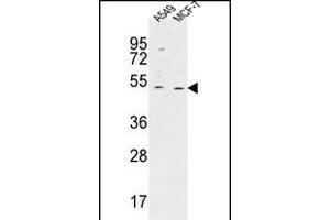HAUS4 Antibody (C-term) (ABIN651422 and ABIN2840229) western blot analysis in A549,MCF-7 cell line lysates (35 μg/lane). (C14orf94 anticorps  (C-Term))