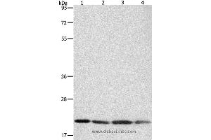 Western blot analysis of Human brain malignant glioma tissue, MCF7, Raji and Lovo cell, using BAX Polyclonal Antibody at dilution of 1:300 (BAX anticorps)