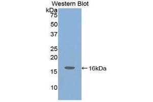 Western Blotting (WB) image for anti-Insulin-Like Growth Factor 1 (IGF1) (AA 49-153) antibody (ABIN1859294) (IGF1 anticorps  (AA 49-153))