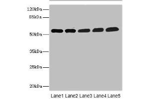Western blot All lanes: MPP6 antibody at 3.