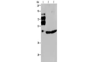 Western Blotting (WB) image for anti-Proprotein Convertase Subtilisin/kexin Type 9 (PCSK9) antibody (ABIN2433553) (PCSK9 anticorps)